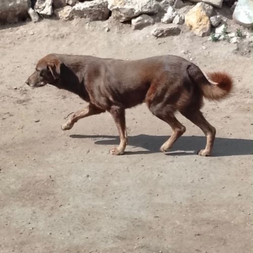 Choco est à l’adoption #0