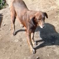 Choco est à l’adoption #1