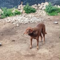 Choco est à l’adoption #2