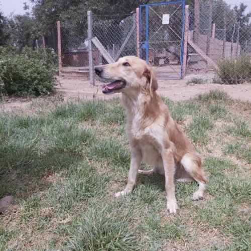 Elly est à l’adoption #0