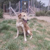 Elly est à l’adoption #2