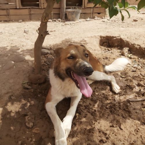 Bruno est à l’adoption