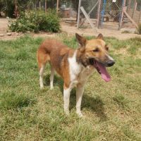 Bruno est à l’adoption #1