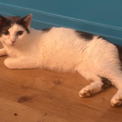 Berlioz est à l’adoption