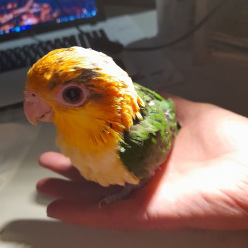 Caique tete orange