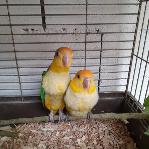 Caique tete orange #2