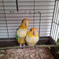 Caique tete orange #2