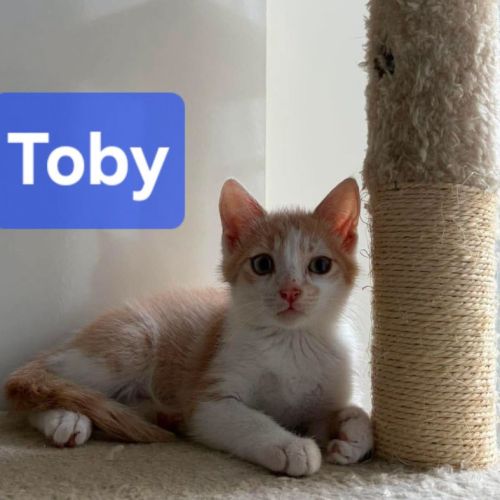 Chaton toby #0