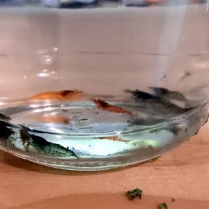 Crevettes declassées divers couleurs #1