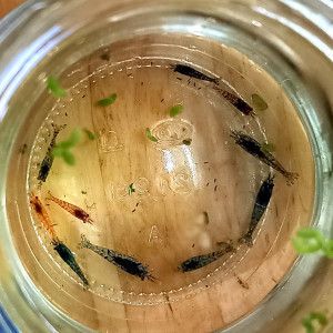 Crevettes declassées divers couleurs