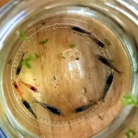 Crevettes declassées divers couleurs