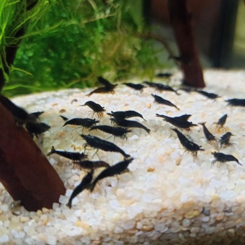 Crevettes black sakura selectionnées