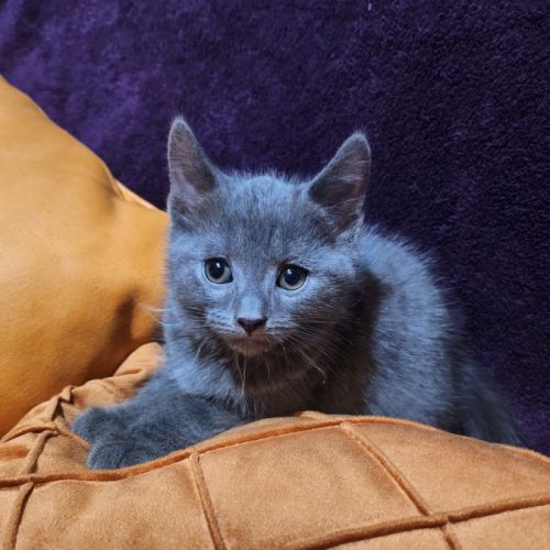 Des magnifiques chartreux loof! #2