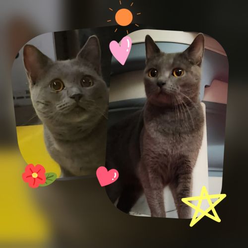 Des magnifiques chartreux loof! #6
