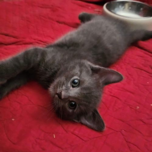 Des magnifiques chartreux loof!