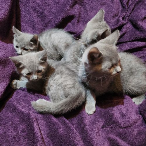 Des magnifiques chartreux loof! #8