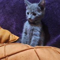 Des magnifiques chartreux loof! #1