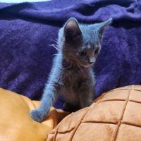 Des magnifiques chartreux loof! #3