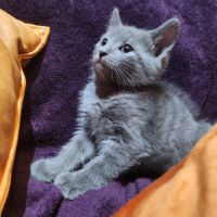 Des magnifiques chartreux loof! #4