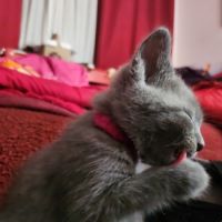 Des magnifiques chartreux loof! #5