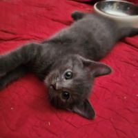 Des magnifiques chartreux loof! #0