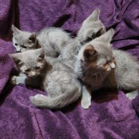 Des magnifiques chartreux loof! #8