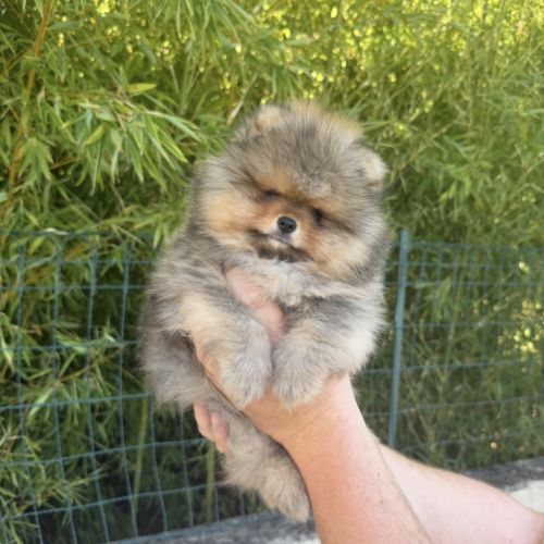 Magnifique bébés spitz nains lof