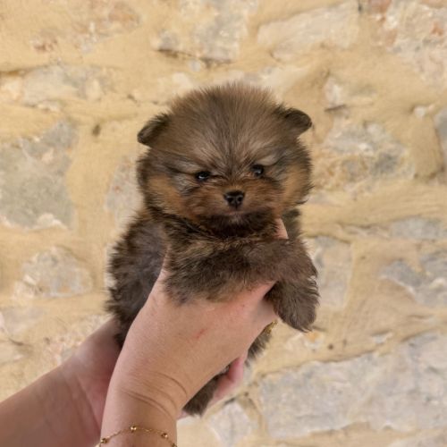 Magnifique bébés spitz nains lof #0
