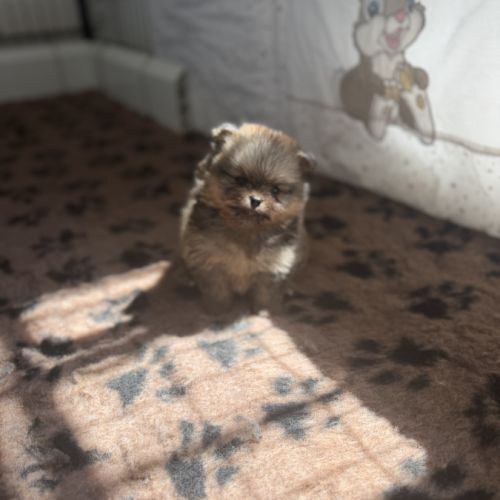 Magnifique bébés spitz nains lof #4