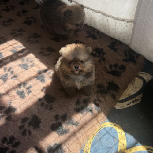 Magnifique bébés spitz nains lof #5