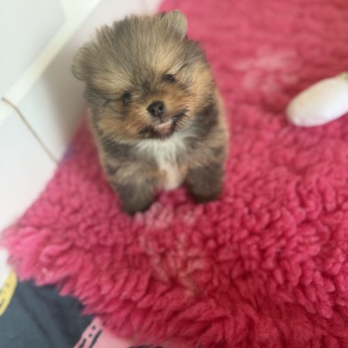 Magnifique bébés spitz nains lof #6