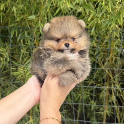 Magnifique bébés spitz nains lof