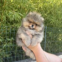 Magnifique bébés spitz nains lof