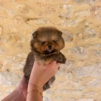 Magnifique bébés spitz nains lof #2