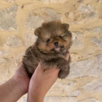 Magnifique bébés spitz nains lof #3