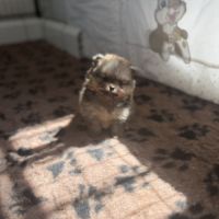 Magnifique bébés spitz nains lof #4