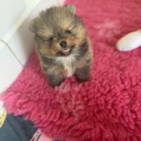 Magnifique bébés spitz nains lof #6