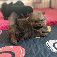 Magnifique bébés spitz nains lof #7
