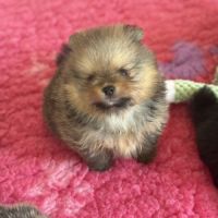 Magnifique bébés spitz nains lof #8