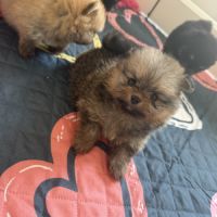 Magnifique bébés spitz nains lof #9