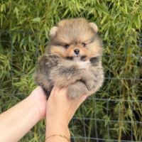 Magnifique bébés spitz nains lof