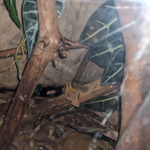 Geckos à crête+ terrarium #0