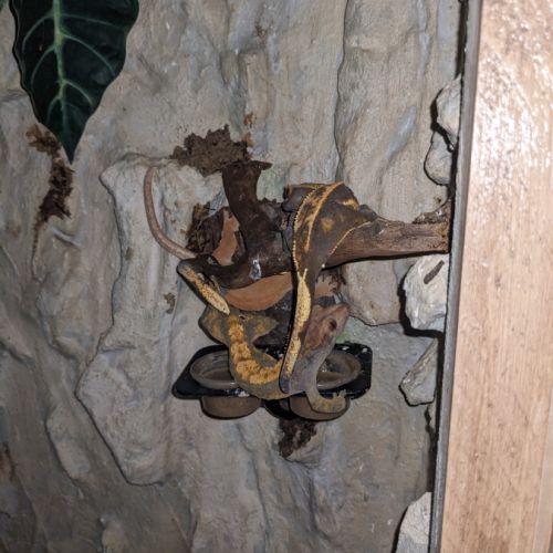 Geckos à crête+ terrarium #3