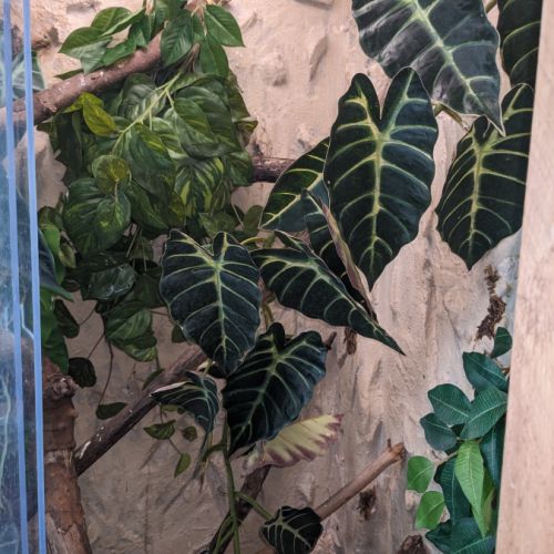 Geckos à crête+ terrarium #7