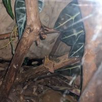 Geckos à crête+ terrarium
