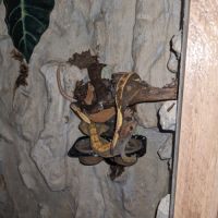 Geckos à crête+ terrarium #3