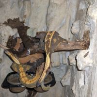 Geckos à crête+ terrarium #4