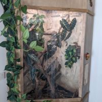 Geckos à crête+ terrarium #5