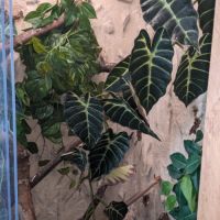 Geckos à crête+ terrarium #7