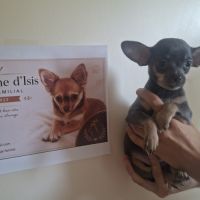 Chihuahua poils courts
